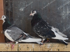 **RARE** Original old Ian birket roller pigeons