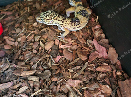5 month Leppard gecko and tank and everything  comes with it