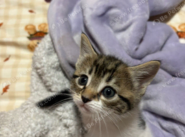 Maine coon X tabby
