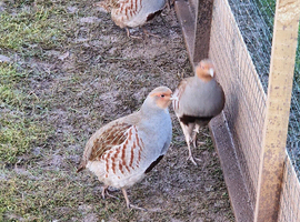 grey partridges