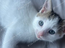 2 kittens looking for their forever homes