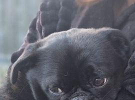 Black Pug Cross Male 11 months old
