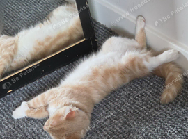 Ginger boy