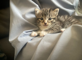 Beautiful kitten