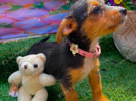 Jack Russel x Cocker Spaniel Puppies
