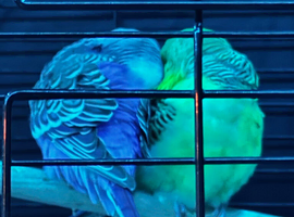 2 male budgies