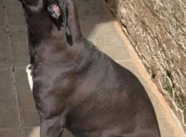 cane corso girl 9 months