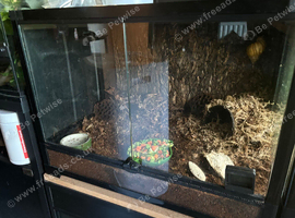 2 giant African land snails with enclosure