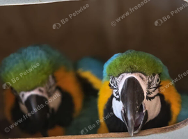 Breeding pair of macaws male and female ****