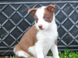 Red and White Pedigree Collie Pups