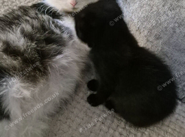 4 month old kittens