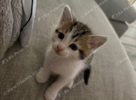 Kittens looking for a home