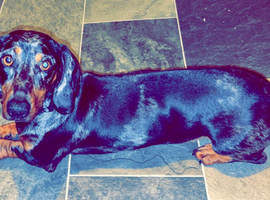 Dapple  dachshund