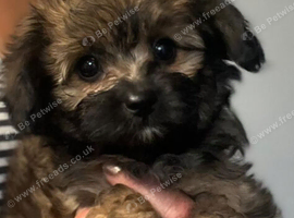 Papipoo puppies