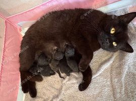 3 male British short hair cross kittens for sale