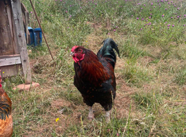 Handsome Brahma &times; Russian Orloff cross Cockerel &ndash; 5 Years Old &ndash; Dorset or Monmouthshire