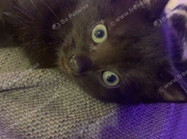 3 beautiful kittens ready for a loving home