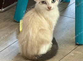 Half main coon kitten