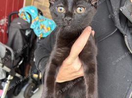 2 Beautiful Girl kittens