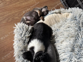 Puppy for sale
