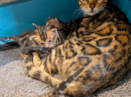 Pedigree Bengal kittens TICA registered in Essex brown rosette