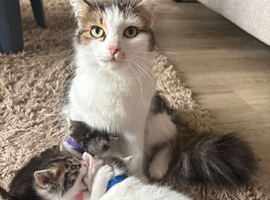 Kittens