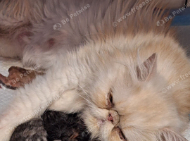 Stunning pure bred persian kittens