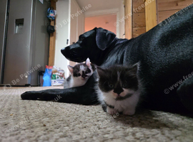 2 boys 1 girl ragdoll mixed