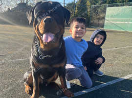 Rottweiler for stud