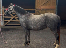 11.2 4 yr old mare