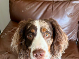Lenny &ndash; 9-Month-Old Cocker Spaniel Looking for a Loving, Active Home