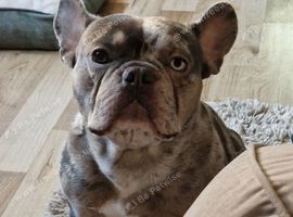 Male french bulldog age 5