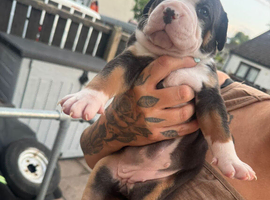 Stunning American bulldog staffy puppies