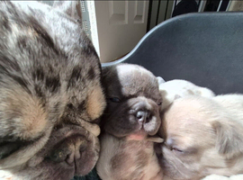 French Bulldog Puppies