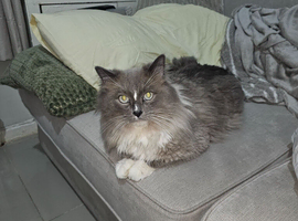 Beautiful ragdoll boy for sale
