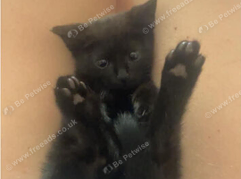 Beautiful kittens ready for a home