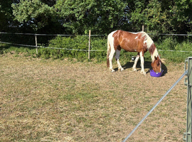 Part Welsh bred x palomino