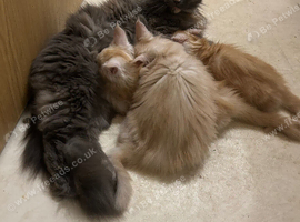Maine Coon girl needs retirement home