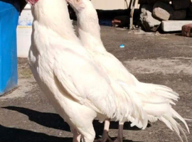 Pure white Asil pair quality birds