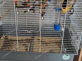Canary + cage