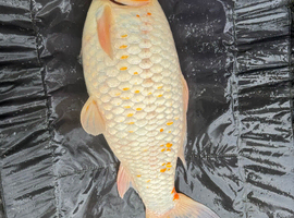 Big koi for sale