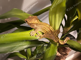 Crested Gecko