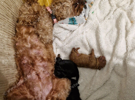 Cavapoo puppies
