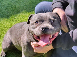 Kc Blue Staffy Stud