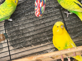 3 budgies