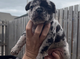 French bulldog puppies for sale