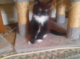 Very lovely cats for sale