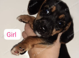 Beagle mix puppies. 2 months old.&pound;675 each