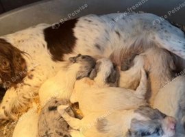 Stunning cockpoo puppies