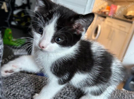 7 week old black and white kitten